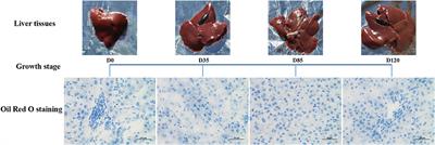 Characterization of differentially expressed and lipid metabolism-related lncRNA-mRNA interaction networks during the growth of liver tissue through rabbit models